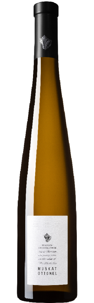Muscat Ottonel  white sweet Usadba Divnomorskoe